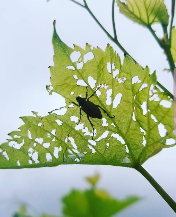 Rose chafer